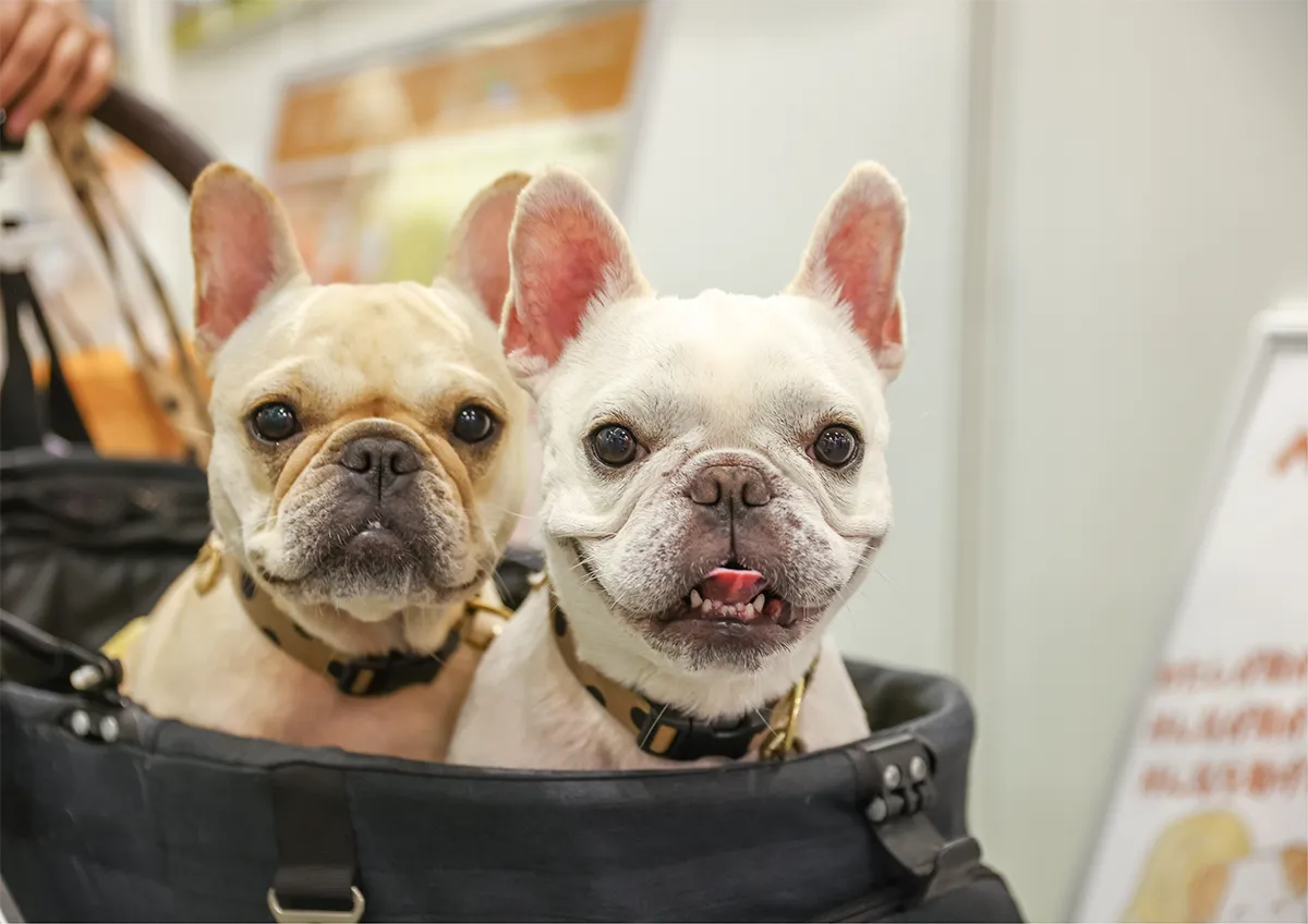 フレブル2匹写真